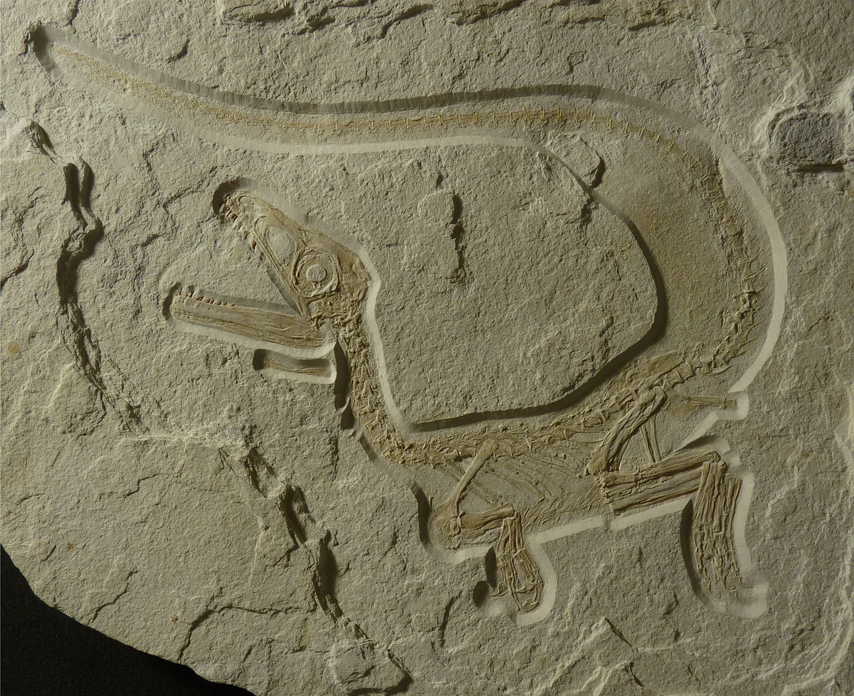 Raubsaurier "Xaveropterus" Fossil eines kleinen Dinosauriers mit langem Schwanz und geöffnetem Maul in einem Stein eingebettet.