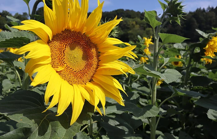 Hiermeier_Sonnenblume