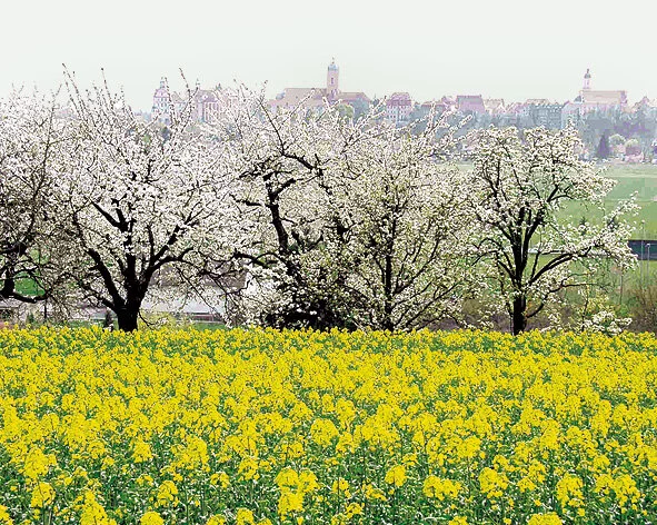 Neuburger Donauauen