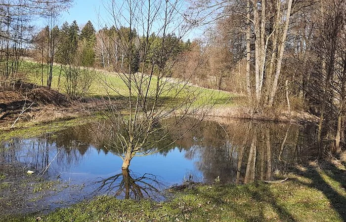 Kleiner Weiher im Kohlenbachtal nahe dem Sonderhof