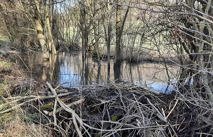 Biberbau am Kohlenbach