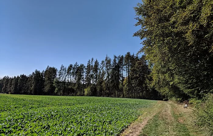 Landschaftsaufnahme auf dem Wanderweg Nr. 6 nach Obereggersberg