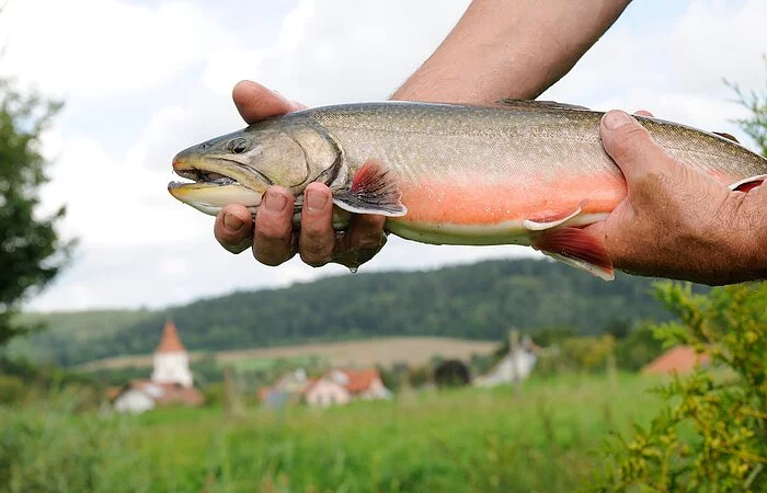 Frischer Fisch Schmidtner