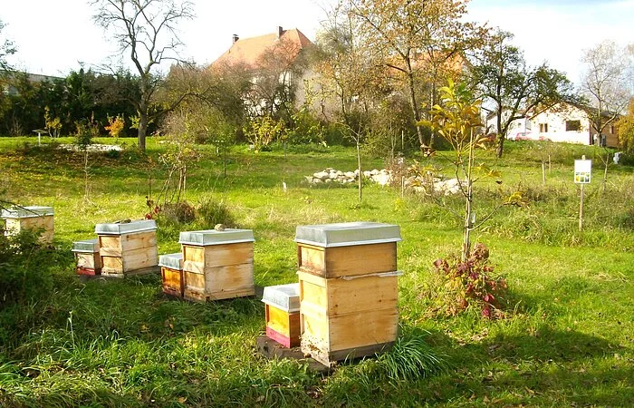 Lehrbienenstand in Eichstätt-Rebdorf