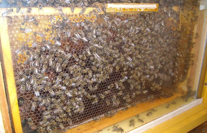 Bienenwaben