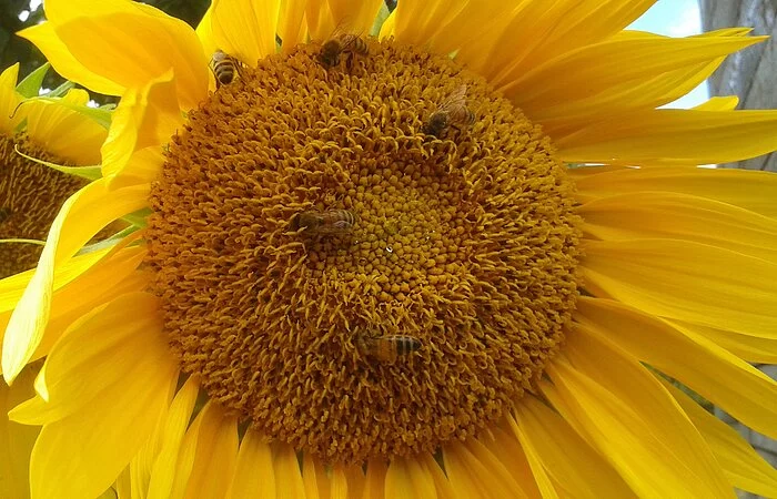 imkerei-regler-bienen-auf-sonnenblume