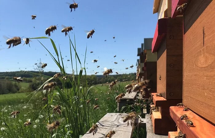 Imkerei Schaller_Bienen