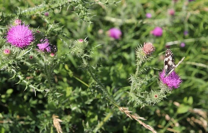 Imkerei Schmidt Distel_1