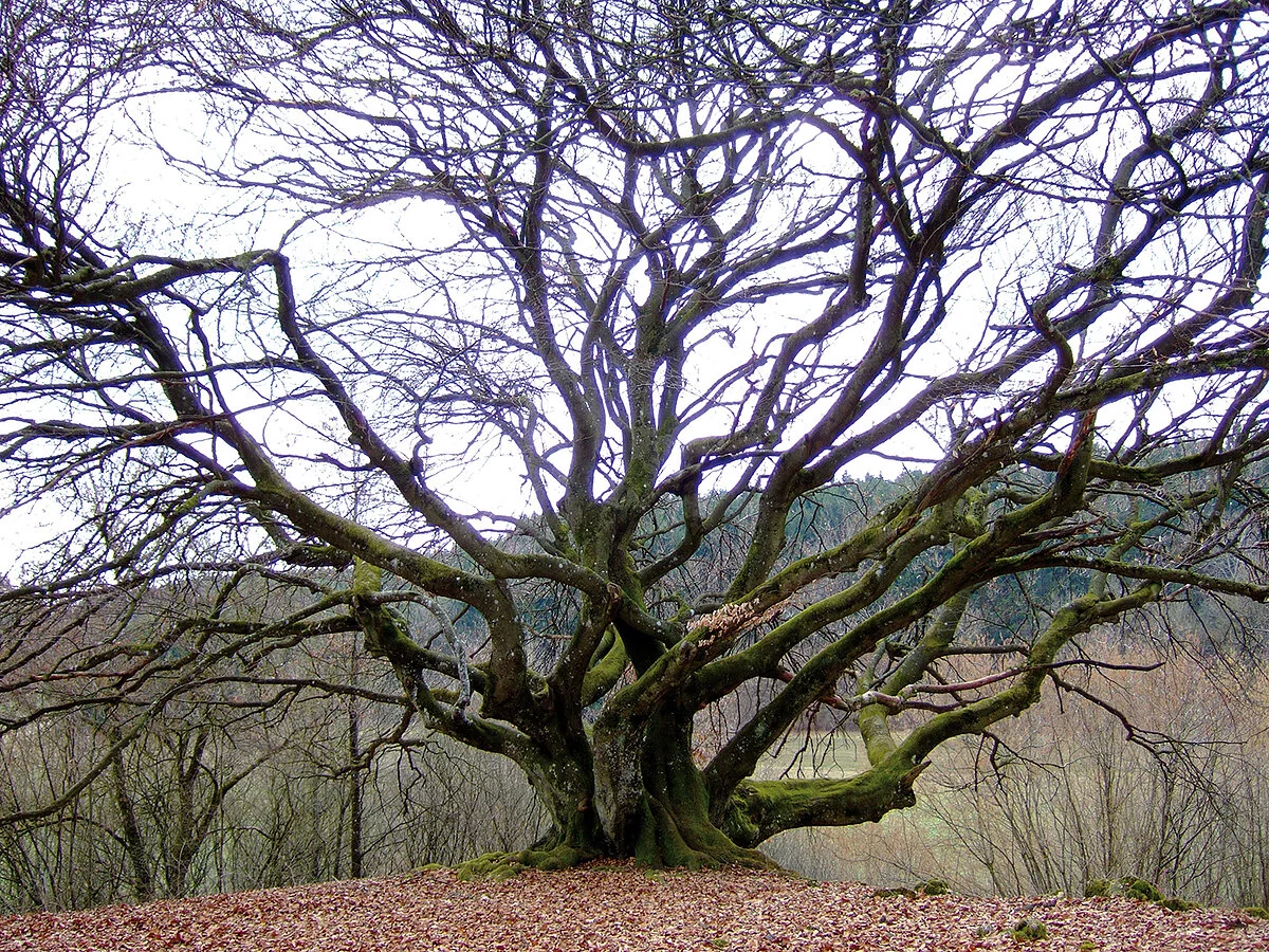 Krüppelbuche bei Dunsdorf