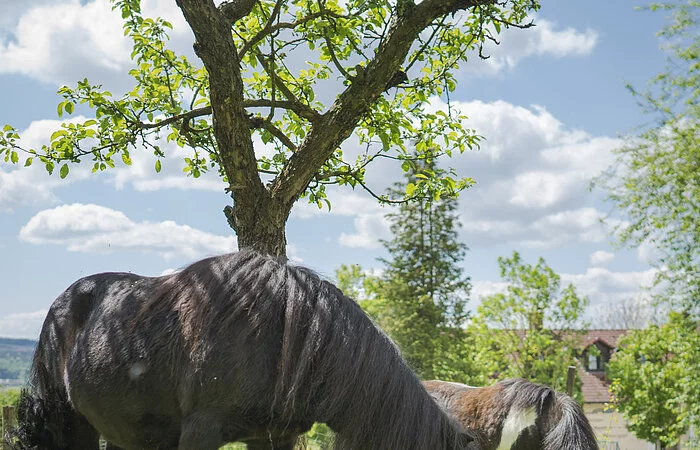 Zwei grasende Ponys auf einer Wiese mit einem Baum in der Mitte.