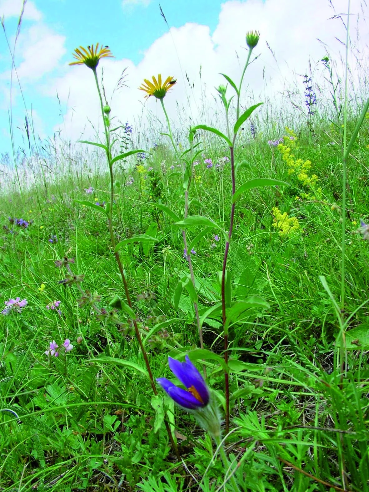Trockenrasenvegetation