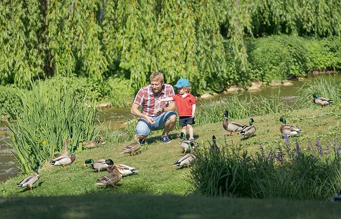 Enten im Sulzpark