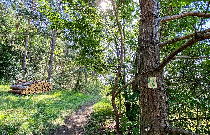 Waldweg über den Altmühlberg