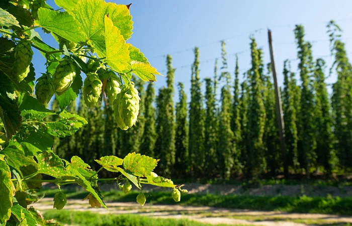 Hopfen-Runde