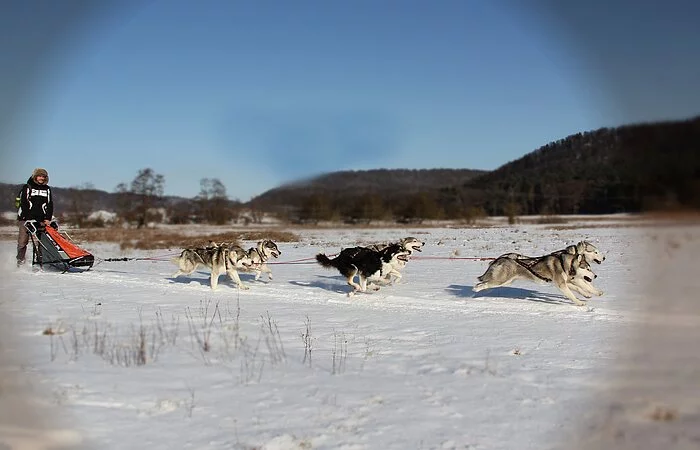 Husky Schlittenhunde