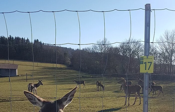 Rot- und Damwildgehege in Huisheim