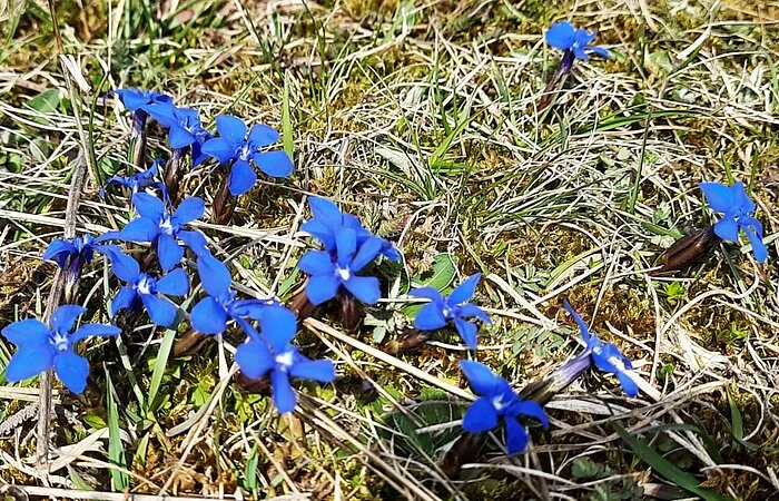 Am Mähhorn blüht jetzt der Frühlingsenzian - März 2021