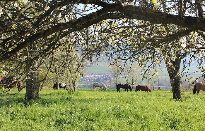 Islandpferdehof