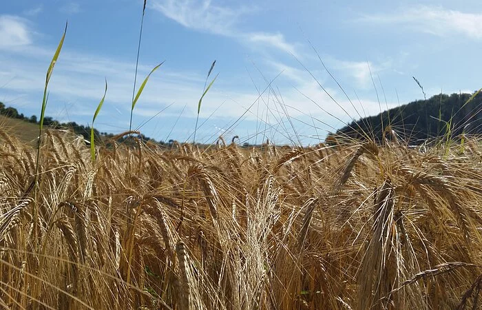 Am Wegesrand Richtung Suffersheim