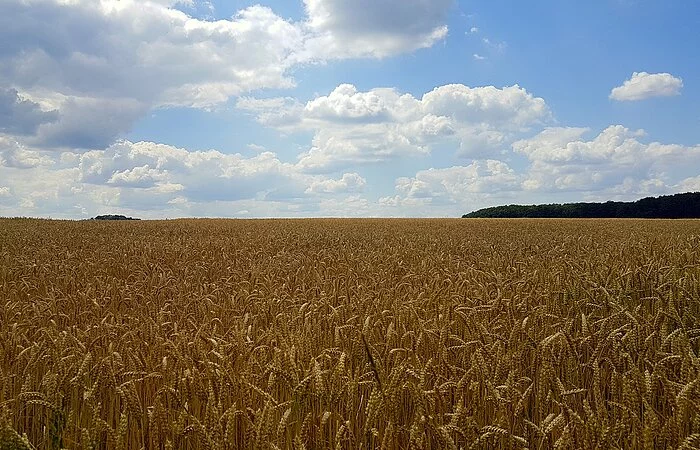 Wanderweg 4 Mörnsheim Getreidefeld