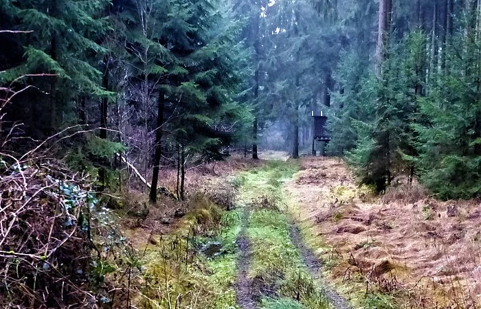 Wanderweg bei Steinerskirchen