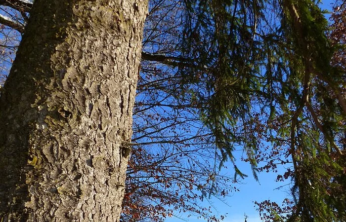 Unterwegs auf dem winterlichen Rundweg 6 der Monheimer Alb