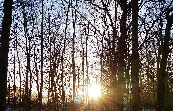 Sonnenaufgang im winterlich verschneiten Zukunftswald Monheim