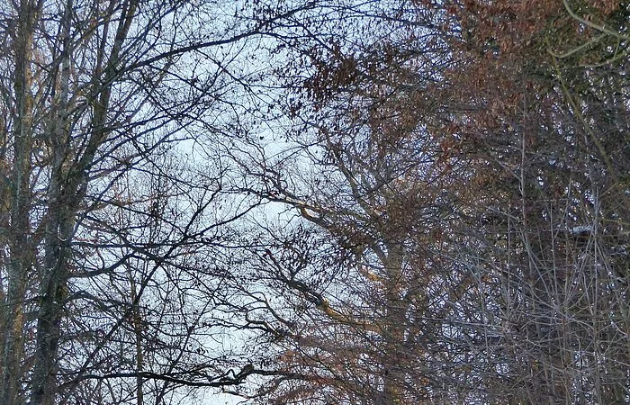 Unterwegs im verschneiten Zukunftswald Monheim