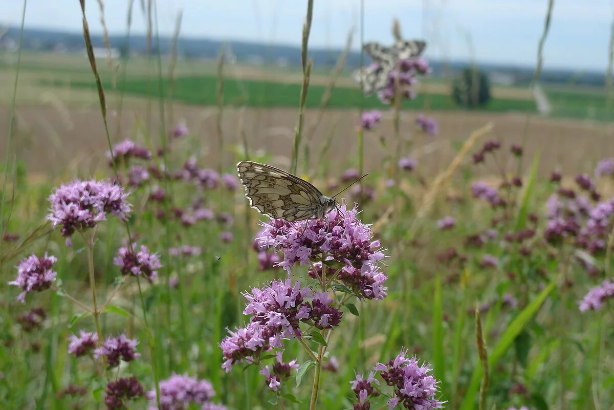 Schachbrettfalter auf Blumenwiese bei den Mauerner Höhlen