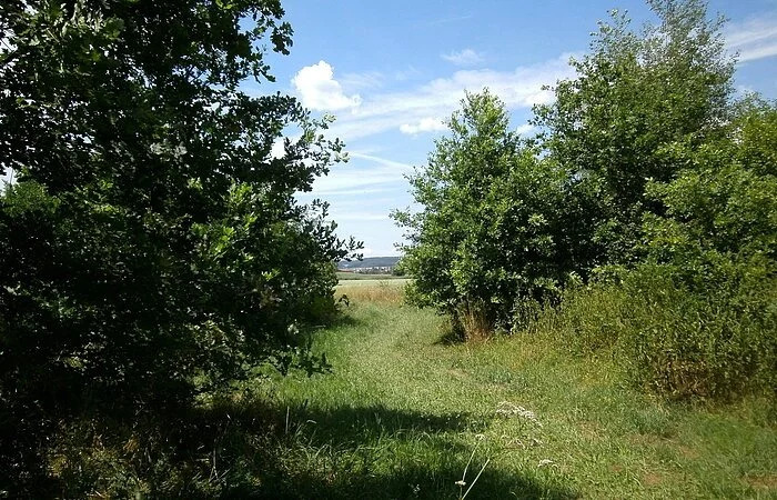 Auen-Erlebnis-Pfad Treuchtlingen-graben - Ausblick