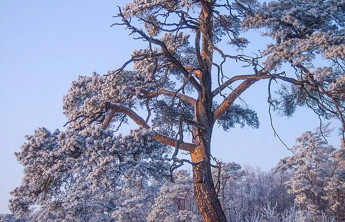 Reisbergkiefer im Winter