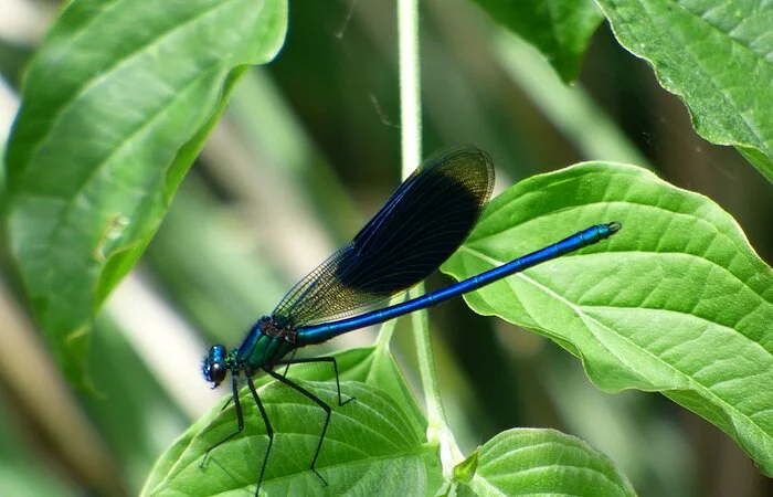 Libelle auf einem grünen Blatt