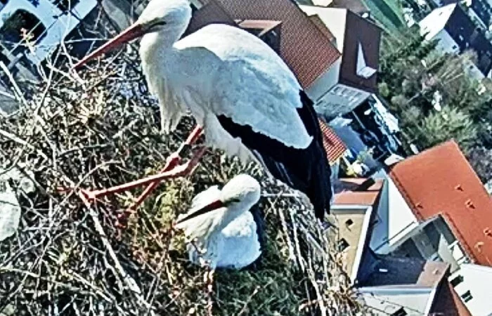 Storchennest am Oberen Torturm 2022 - es wird gebrütet