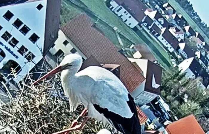 Storchennest am Oberen Torturm 2022 - es wird gebrütet