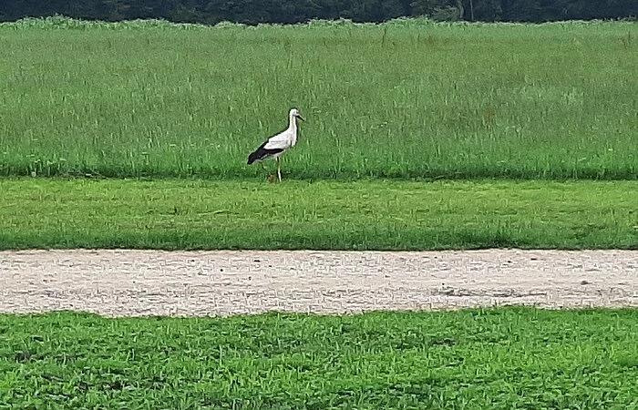 Storch vor dem Start 07/2021