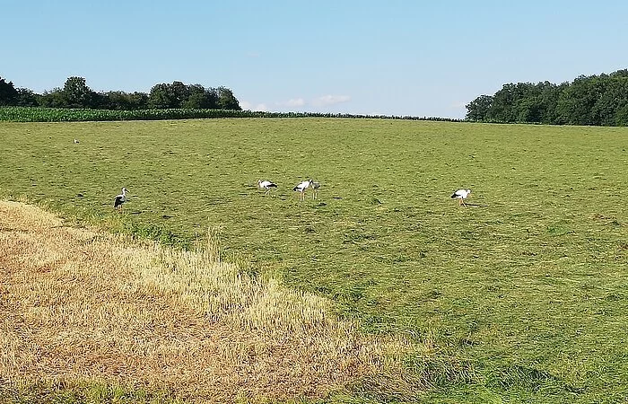 Die Storchenfamilie vom Oberen Torturm bei der Futtersuche 07/2021