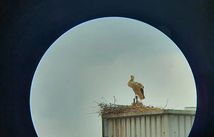 Die Storchenmutter verlässt das Nest nicht mehr (04.06.2021)