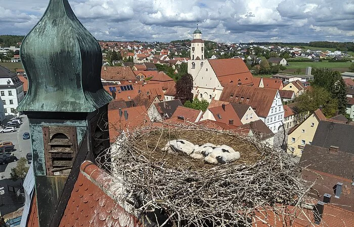 Die drei Jungstörche 2021 im Nest am Oberen Torturm