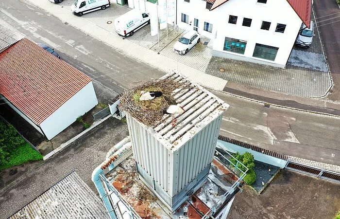 Die Störche am Sägemehlbunker der Schreinerei Gerstner am 17.05.21 - Hier sollte die nächsten Tag der Nachwuchs schlüpfen