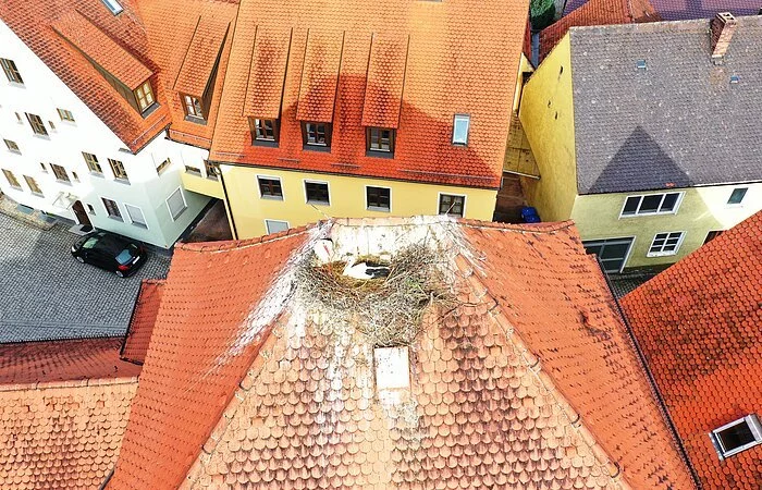 Die Störche am Pfarrhaus Monheim brüten noch - 17.05.2021