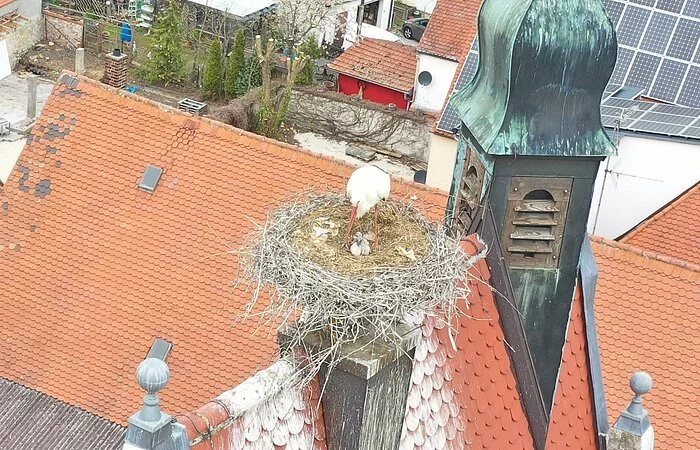 Nachwuchs im Storchennest am Oberen Torturm in Monheim