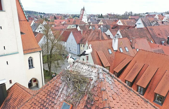 Ein neues Storchenpaar auf dem Pfarrhaus (18.04.2021)