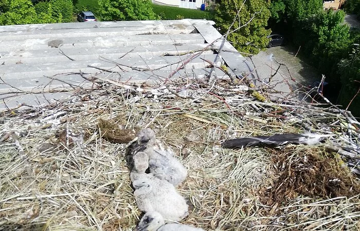 Die Küken auf dem Sägemehlbunker (04.06.2021)