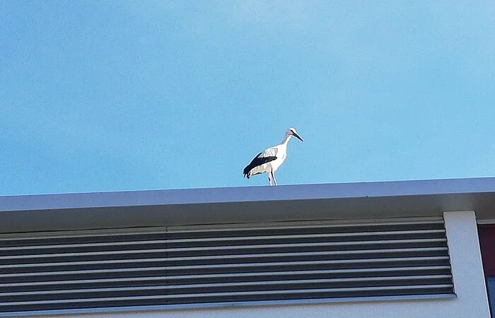 Storch Udo ist zurück in Monheim - gesichtet am 18.02.2021