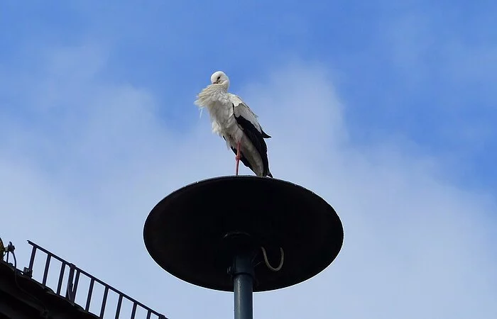 Der Storch auf Brautschau - auf dem Monheimer Rathaus 2019