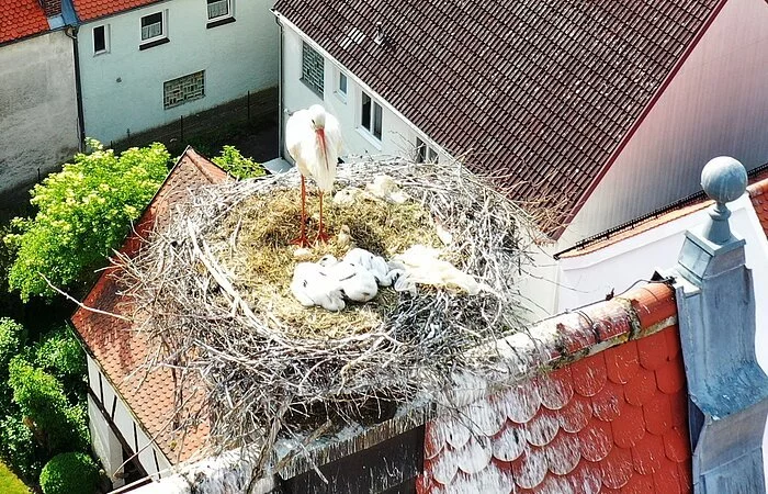 Storchennachwuchs in Monheim - nun sind es DREI Jungstörche