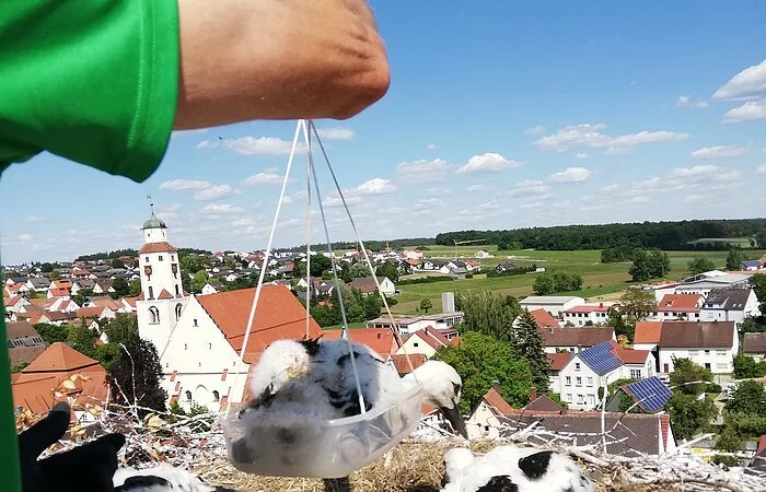 Beringung der Störche in Monheim