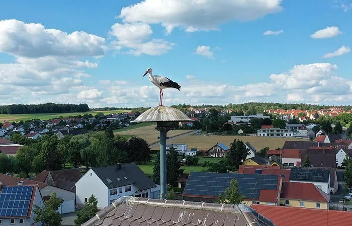 Altstorch Udo auf dem Rathaus in Monheim