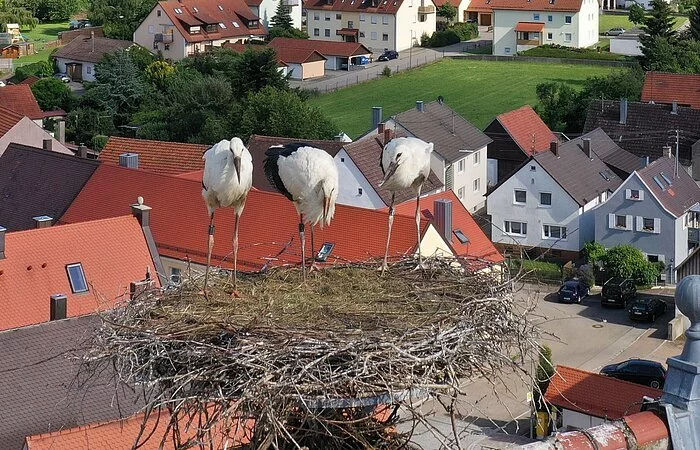 Die Jungstörche in Monheim