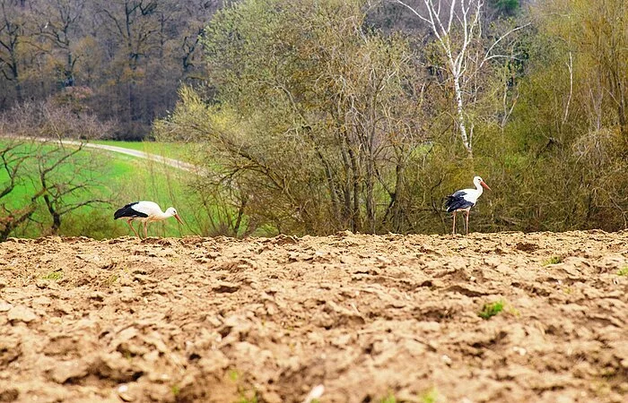 Futtersuche der Monheimer Störche am 11.04.2021